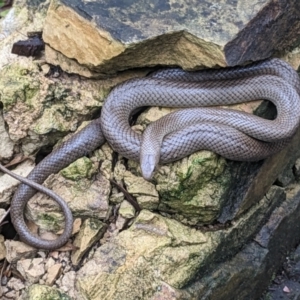 Pseudonaja textilis at Acton, ACT - 29 Jan 2023 11:47 AM