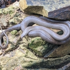 Pseudonaja textilis at Acton, ACT - 29 Jan 2023 11:47 AM