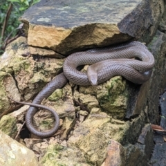 Pseudonaja textilis at Acton, ACT - 29 Jan 2023 11:47 AM