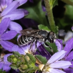 Megachile sp. (several subgenera) (Resin Bees) at QPRC LGA - 28 Jan 2023 by Roger