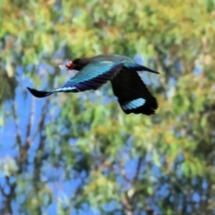 Eurystomus orientalis (Dollarbird) at Wodonga Regional Park - 27 Jan 2023 by KylieWaldon