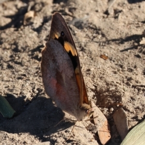 Heteronympha merope at Killara, VIC - 28 Jan 2023 08:35 AM