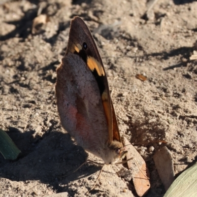 Heteronympha merope (Common Brown Butterfly) at Wodonga - 27 Jan 2023 by KylieWaldon