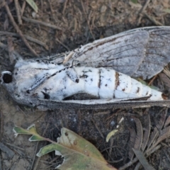 Unidentified Moth (Lepidoptera) at Wodonga Regional Park - 27 Jan 2023 by KylieWaldon