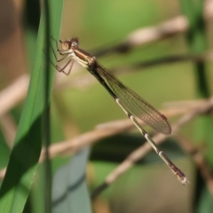 Austrolestes analis (Slender Ringtail) at Wodonga - 27 Jan 2023 by KylieWaldon