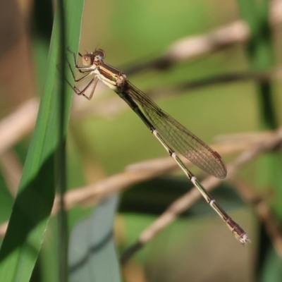 Austrolestes analis (Slender Ringtail) at Wodonga - 27 Jan 2023 by KylieWaldon