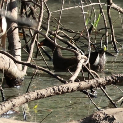 Gallinula tenebrosa (Dusky Moorhen) at Wodonga - 27 Jan 2023 by KylieWaldon