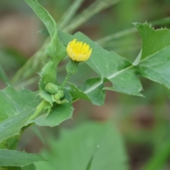 Sonchus oleraceus (Annual Sowthistle) at Wodonga Regional Park - 27 Jan 2023 by KylieWaldon