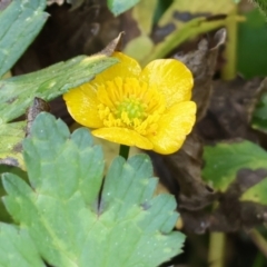 Ranunculus repens (Creeping Buttercup) at Wodonga Regional Park - 27 Jan 2023 by KylieWaldon