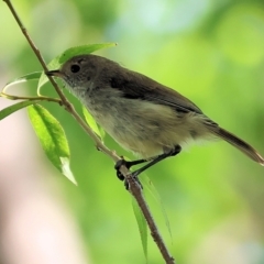 Acanthiza pusilla (Brown Thornbill) at Bandiana, VIC - 27 Jan 2023 by KylieWaldon