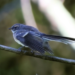 Rhipidura albiscapa (Grey Fantail) at Wodonga Regional Park - 27 Jan 2023 by KylieWaldon