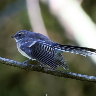 Rhipidura albiscapa (Grey Fantail) at Bandiana, VIC - 28 Jan 2023 by KylieWaldon