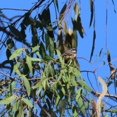 Rhipidura albiscapa at Bandiana, VIC - 28 Jan 2023