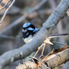 Malurus cyaneus (Superb Fairywren) at Wodonga Regional Park - 27 Jan 2023 by KylieWaldon