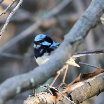 Malurus cyaneus (Superb Fairywren) at Wodonga - 27 Jan 2023 by KylieWaldon