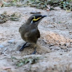 Caligavis chrysops (Yellow-faced Honeyeater) at Wodonga Regional Park - 27 Jan 2023 by KylieWaldon