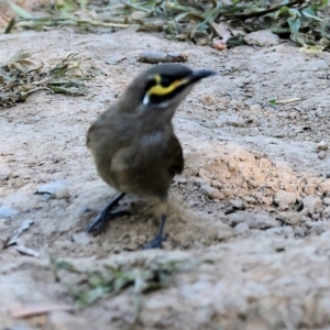 Caligavis chrysops at Bandiana, VIC - 28 Jan 2023