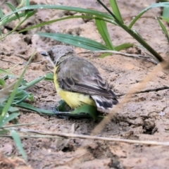 Gerygone olivacea (White-throated Gerygone) at Wodonga Regional Park - 27 Jan 2023 by KylieWaldon