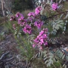 Indigofera australis subsp. australis (Australian Indigo) at Melrose - 15 Oct 2022 by michaelb