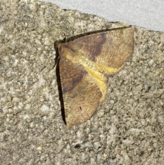 Mnesampela privata (Autumn Gum Moth) at Numeralla, NSW - 29 Jan 2023 by SteveBorkowskis