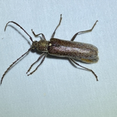 Piesarthrius laminosus (A longhorn beetle) by SteveBorkowskis