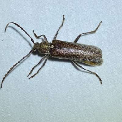 Piesarthrius laminosus (A longhorn beetle) at Numeralla, NSW - 28 Jan 2023 by Steve_Bok