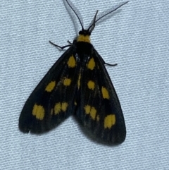 Asura cervicalis (Spotted Lichen Moth) at Numeralla, NSW - 29 Jan 2023 by SteveBorkowskis