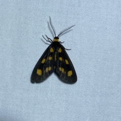 Asura cervicalis at suppressed - 29 Jan 2023