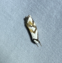 Cosmaresta anarrecta (A Concealer Moth, Wingia Group) at Numeralla, NSW - 29 Jan 2023 by SteveBorkowskis