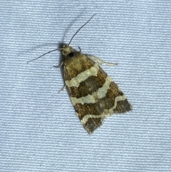 Subfurcatana subfurcatana (A Tortricid moth) at Numeralla, NSW - 29 Jan 2023 by SteveBorkowskis