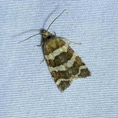 Subfurcatana subfurcatana (A Tortricid moth) at Numeralla, NSW - 29 Jan 2023 by SteveBorkowskis