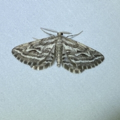 Selidosema leucoplecta (Intricate Bark Moth) at Numeralla, NSW - 29 Jan 2023 by SteveBorkowskis