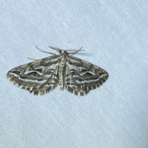 Selidosema leucoplecta at suppressed - 29 Jan 2023