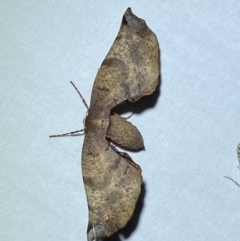 Parepisparis virgatus (Brown Twisted-moth) at Numeralla, NSW - 28 Jan 2023 by Steve_Bok