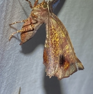 Parepisparis virgatus at Numeralla, NSW - suppressed