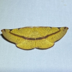 Onycodes traumataria (Small Twisted Moth) at Numeralla, NSW - 29 Jan 2023 by SteveBorkowskis