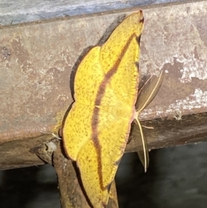 Onycodes traumataria at suppressed - 29 Jan 2023