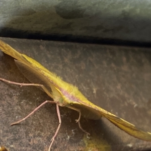 Onycodes traumataria at suppressed - 29 Jan 2023