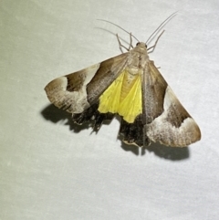 Niceteria macrocosma at Numeralla, NSW - 29 Jan 2023