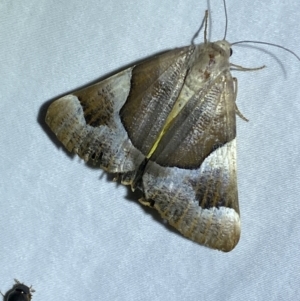 Niceteria macrocosma at Numeralla, NSW - 29 Jan 2023