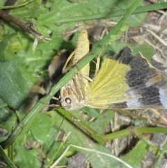 Niceteria macrocosma at Numeralla, NSW - suppressed