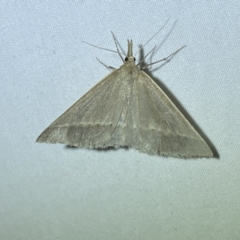 Epidesmia perfabricata (Grey Epidesmia) at Numeralla, NSW - 29 Jan 2023 by SteveBorkowskis