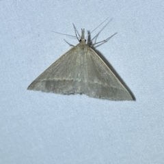 Epidesmia perfabricata at Numeralla, NSW - 29 Jan 2023