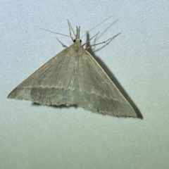 Epidesmia perfabricata at suppressed - 29 Jan 2023