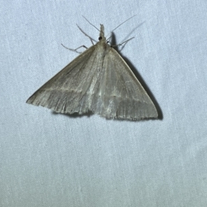 Epidesmia perfabricata at suppressed - 29 Jan 2023