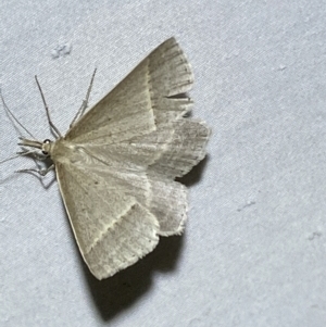 Epidesmia perfabricata at suppressed - 29 Jan 2023