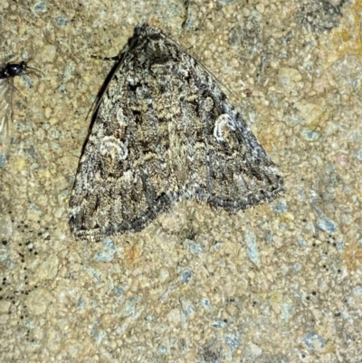 Condica aroana (Small Condica Moth) at Numeralla, NSW - 28 Jan 2023 by Steve_Bok