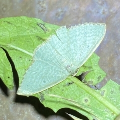 Poecilasthena balioloma (Stitched Delicate) at Numeralla, NSW - 28 Jan 2023 by SteveBorkowskis