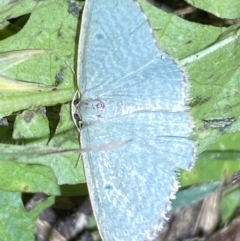 Poecilasthena balioloma at suppressed - 28 Jan 2023