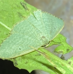 Poecilasthena balioloma at suppressed - 28 Jan 2023